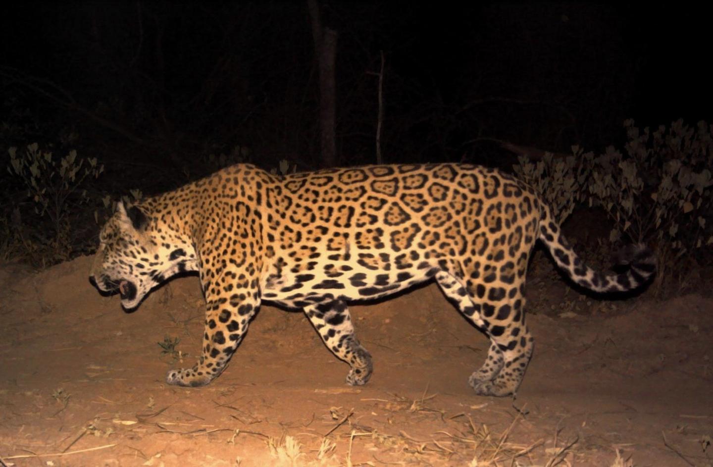 Jaguar