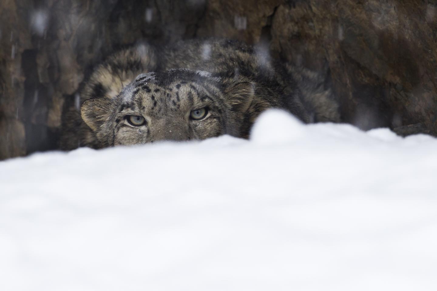 Snow leopard Kyrgyzstan