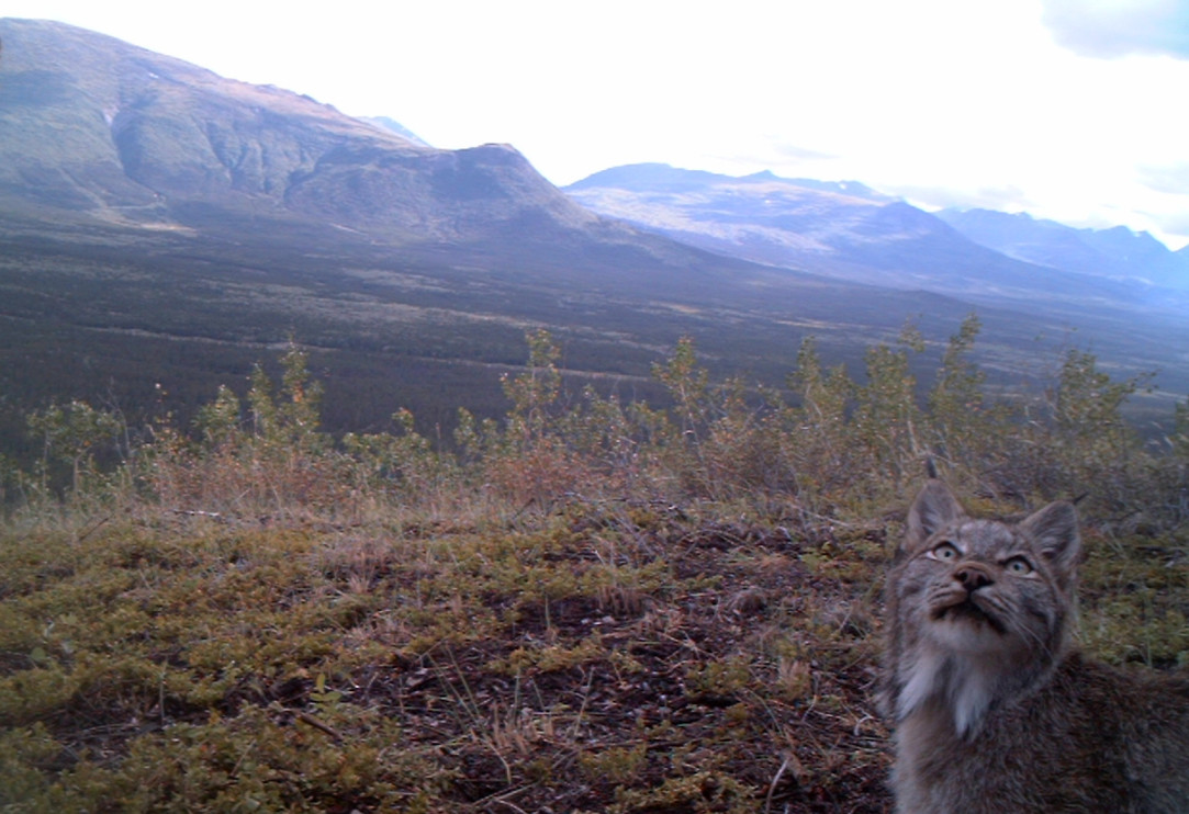 Canada lynx staring up