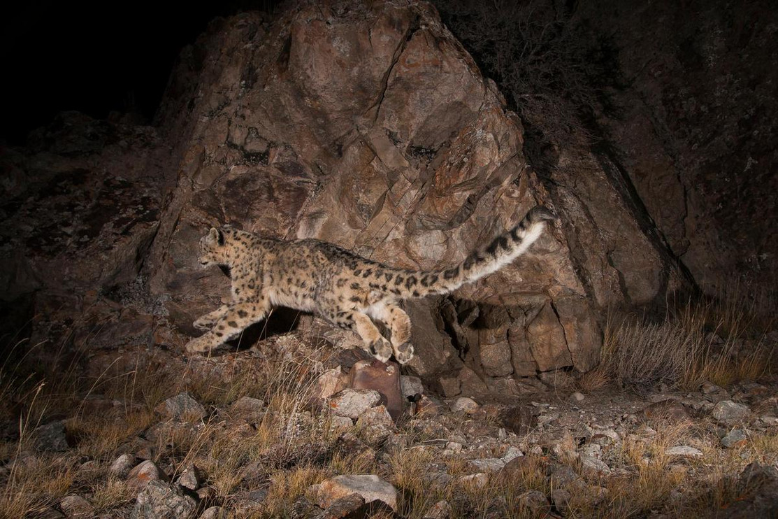 Snow leopard pounces