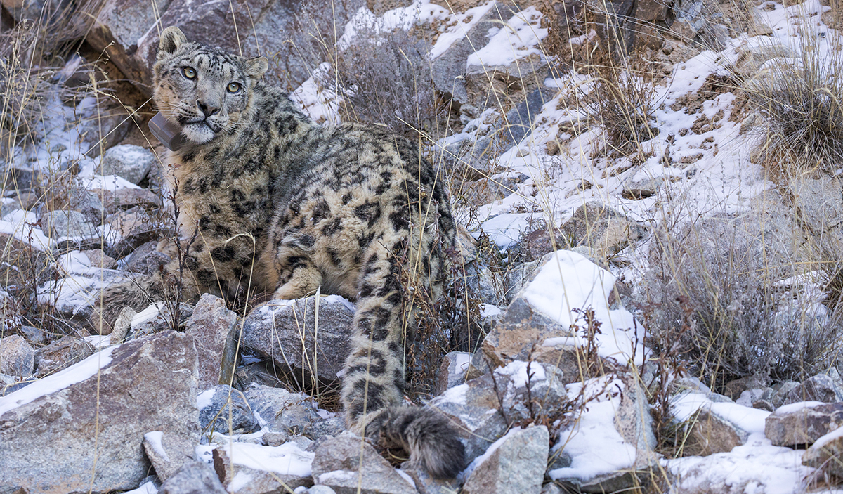 Snow leopard