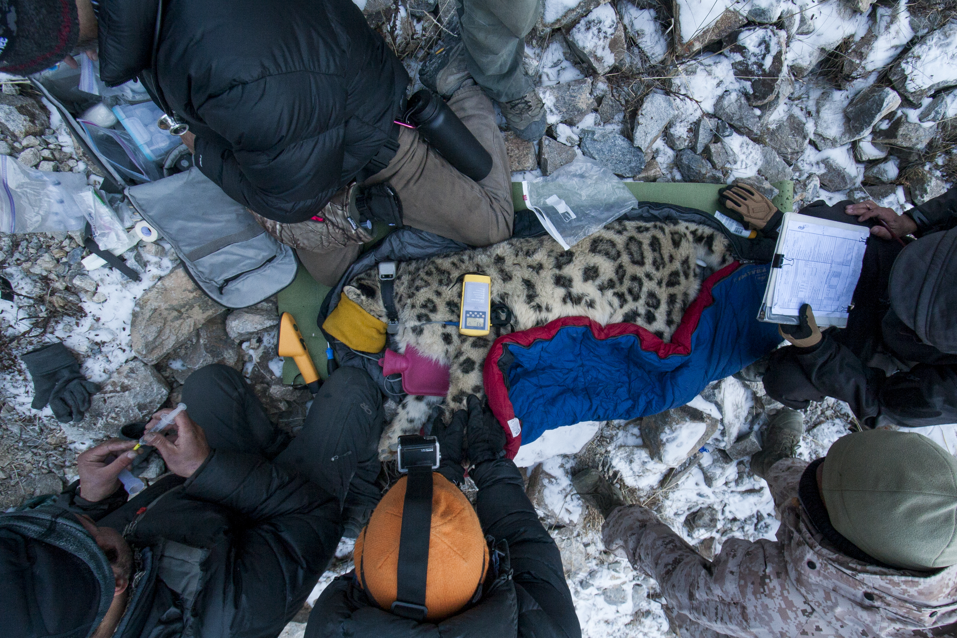 Snow leopard collaring