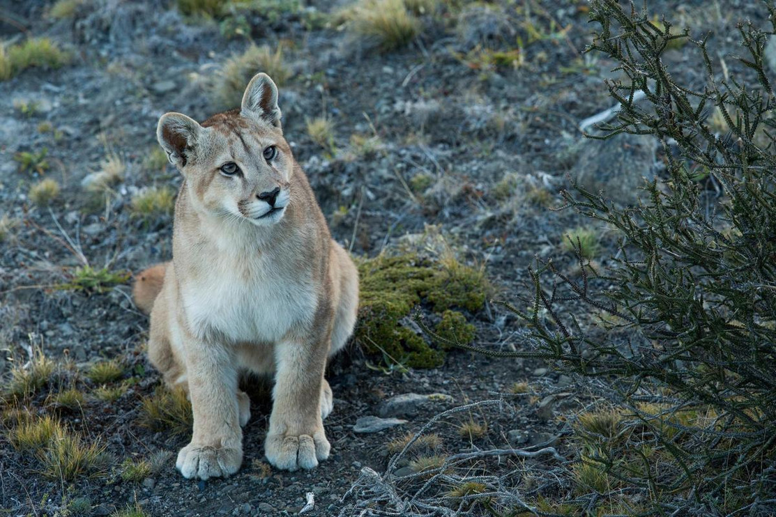 Puma in Chile