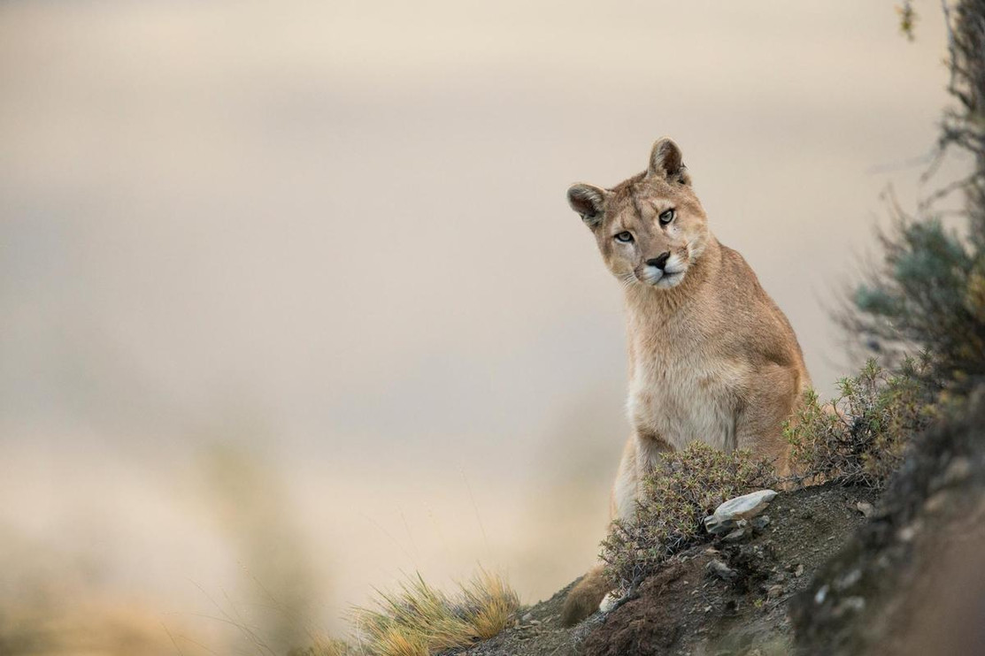 A puma in northwestern Argentina