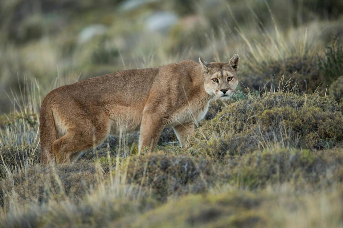 Chilean puma