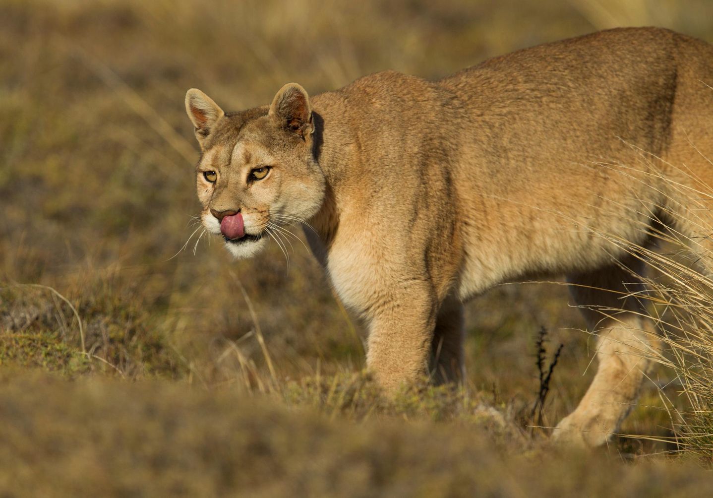 Puma in Chile