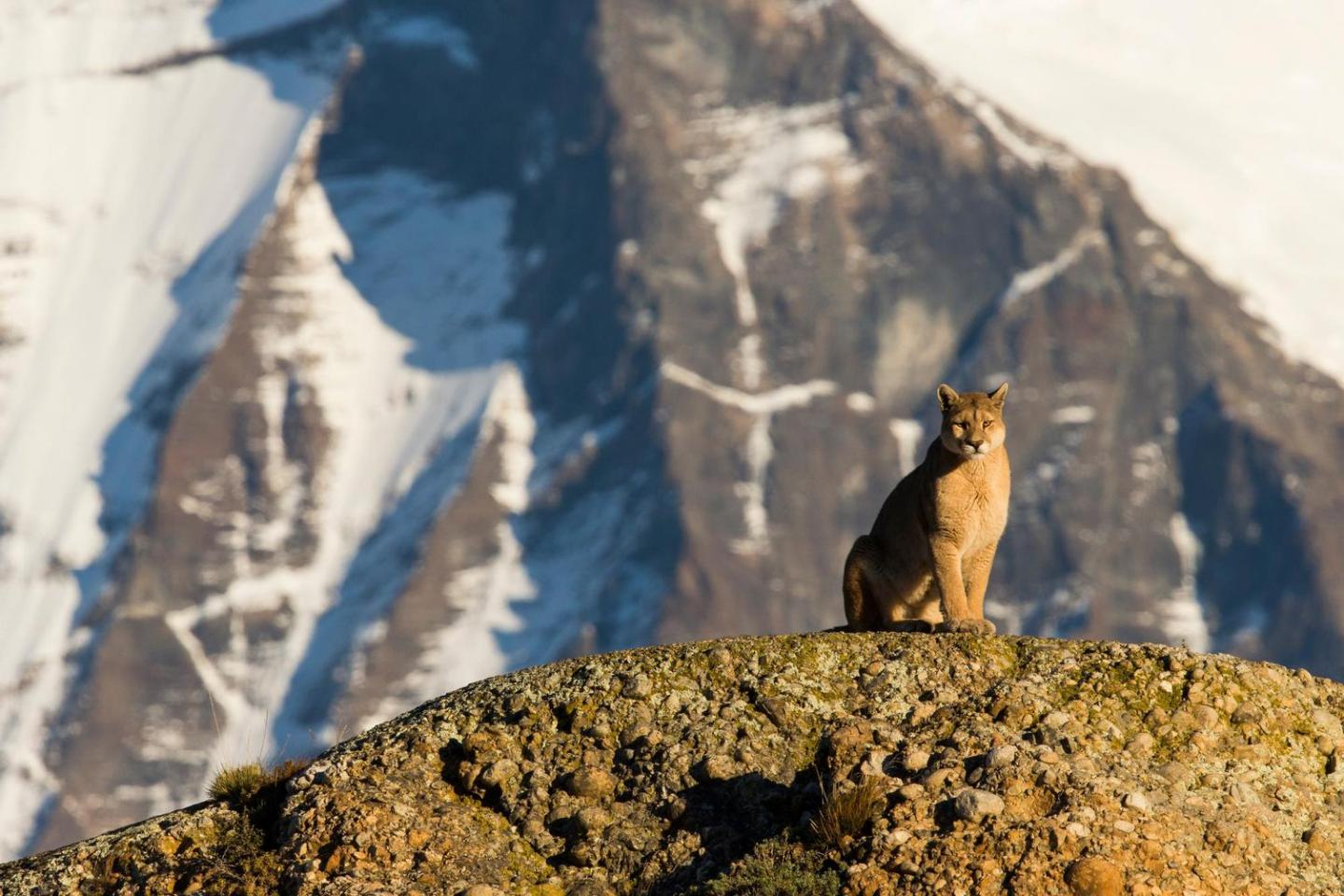 Sitting puma in Chile