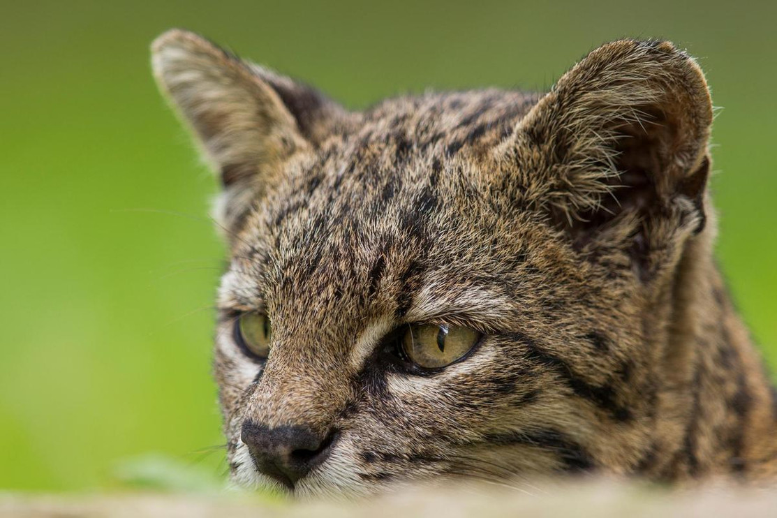 Geoffroy's cat