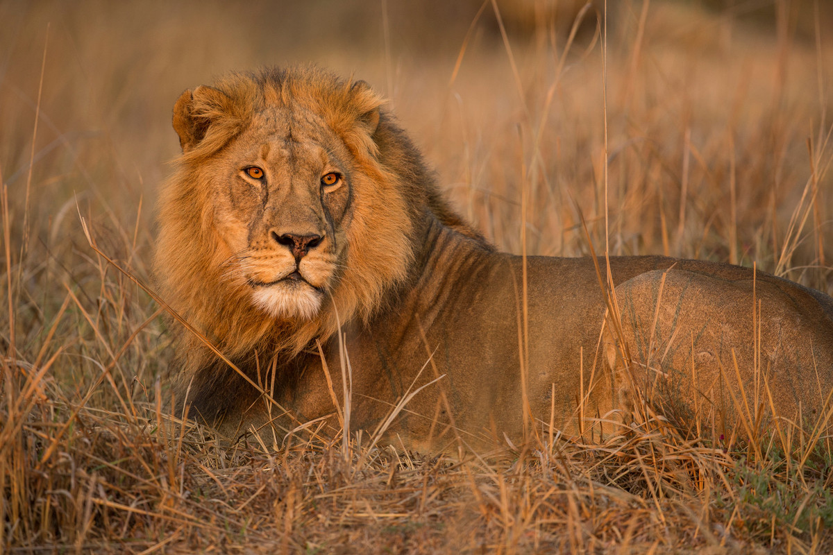 Lion in Zambia