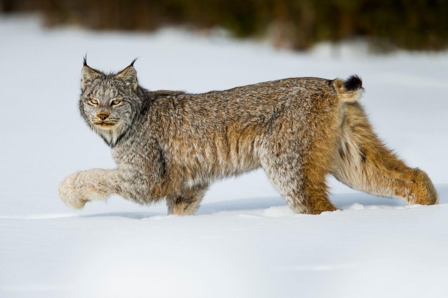 Canada lynx in the snow