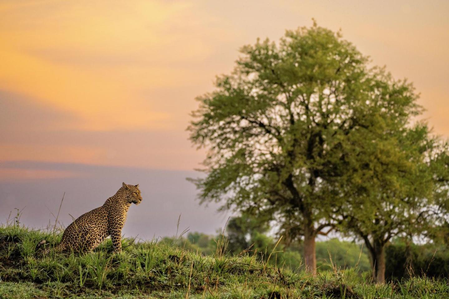 African leopard in landscape