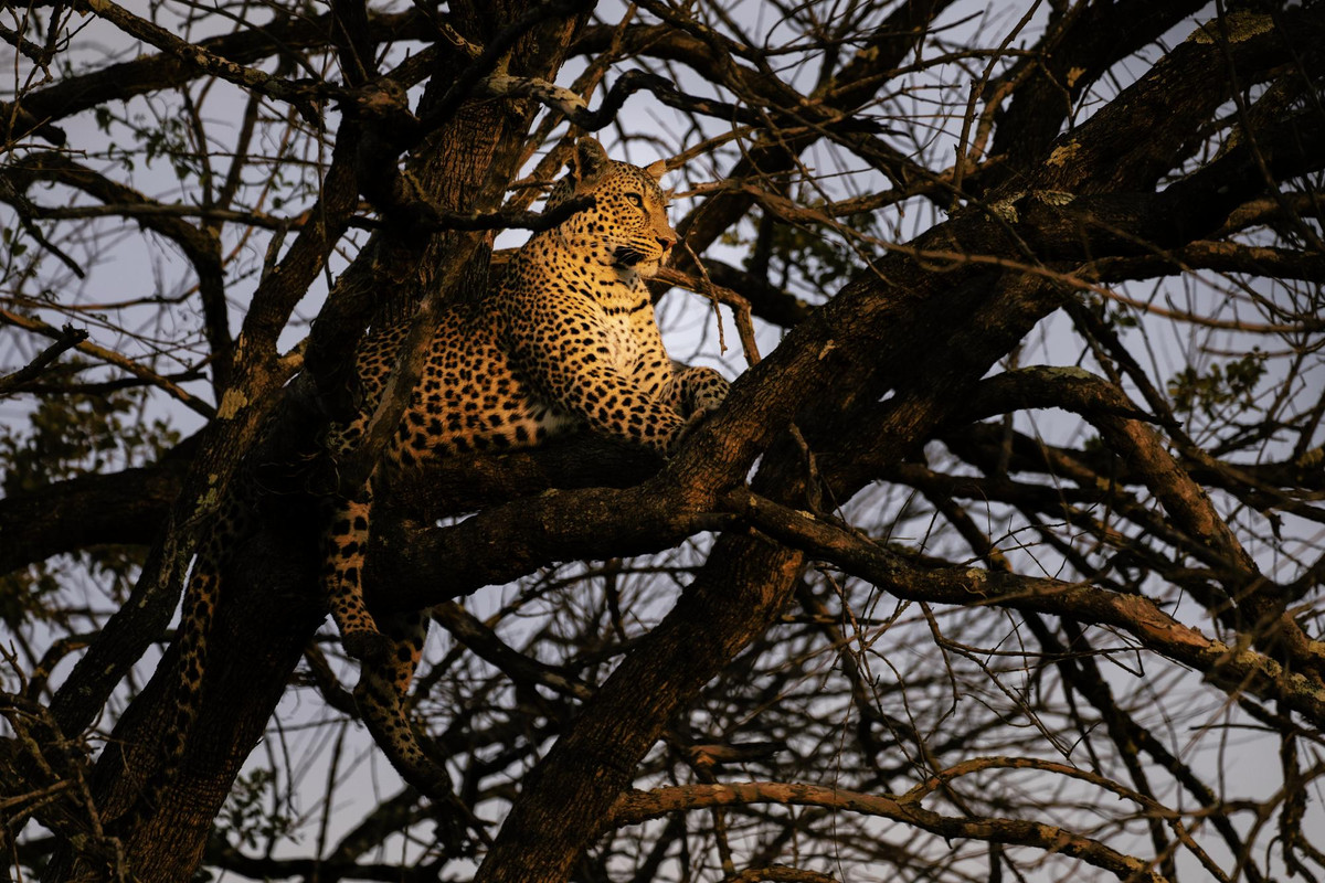 Leopard in tree
