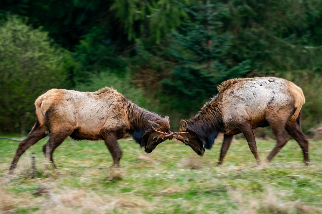 Elk