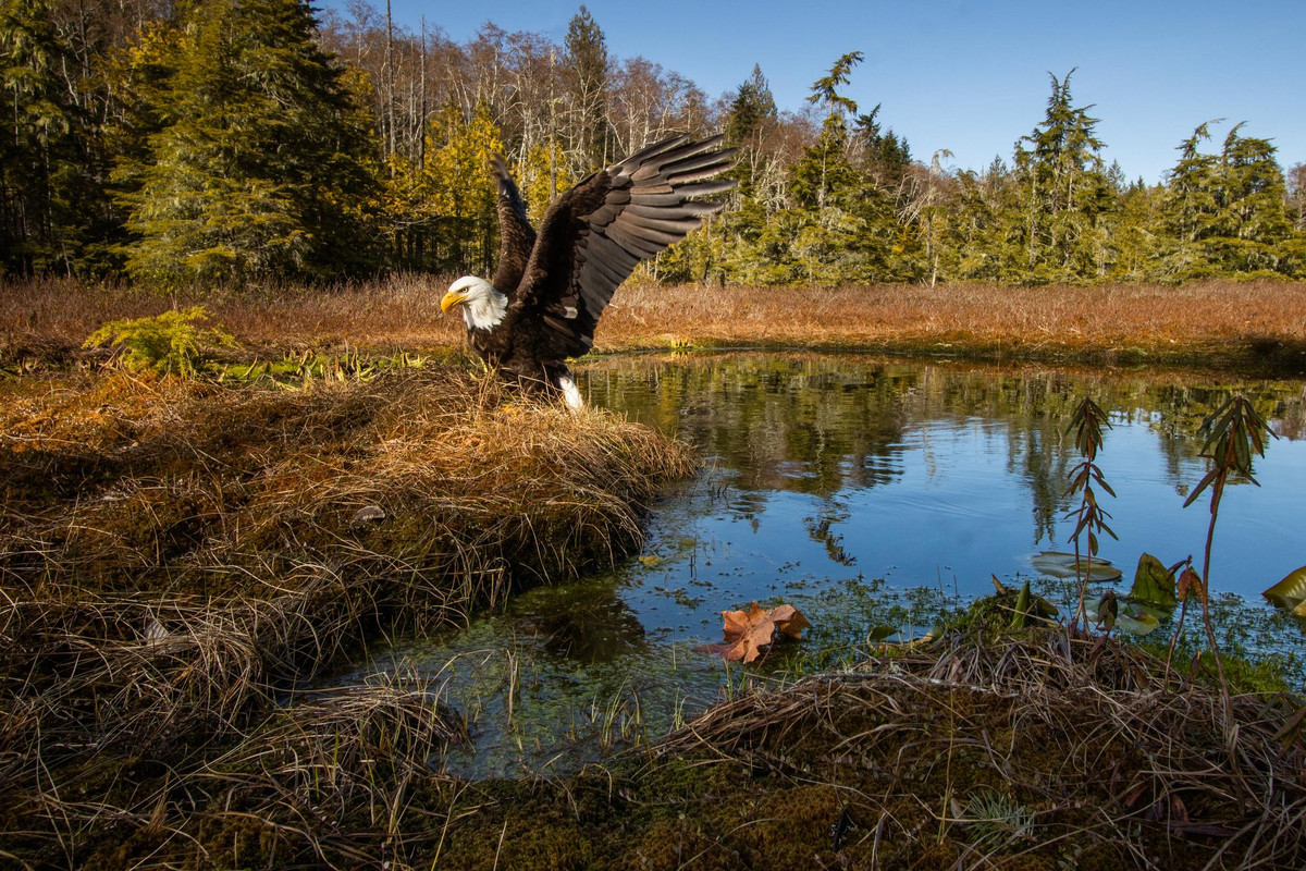 Bald eagle in Washington