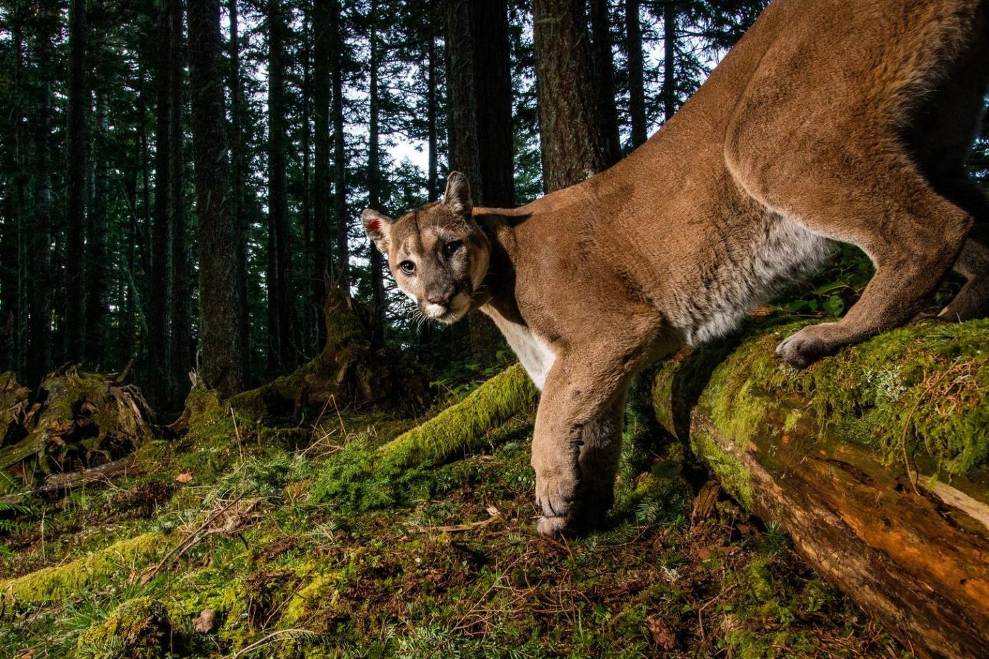Cougar