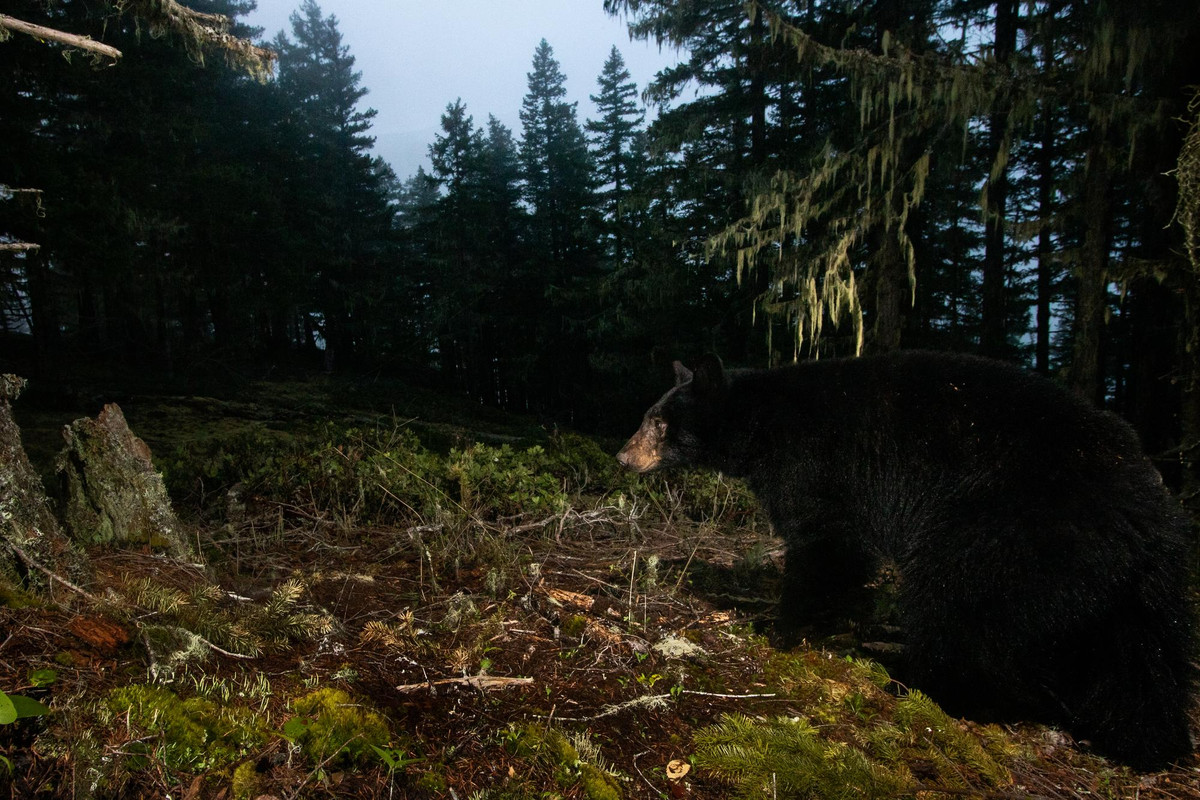 Black bear in Washington