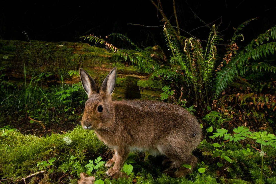 Snowshoe hare