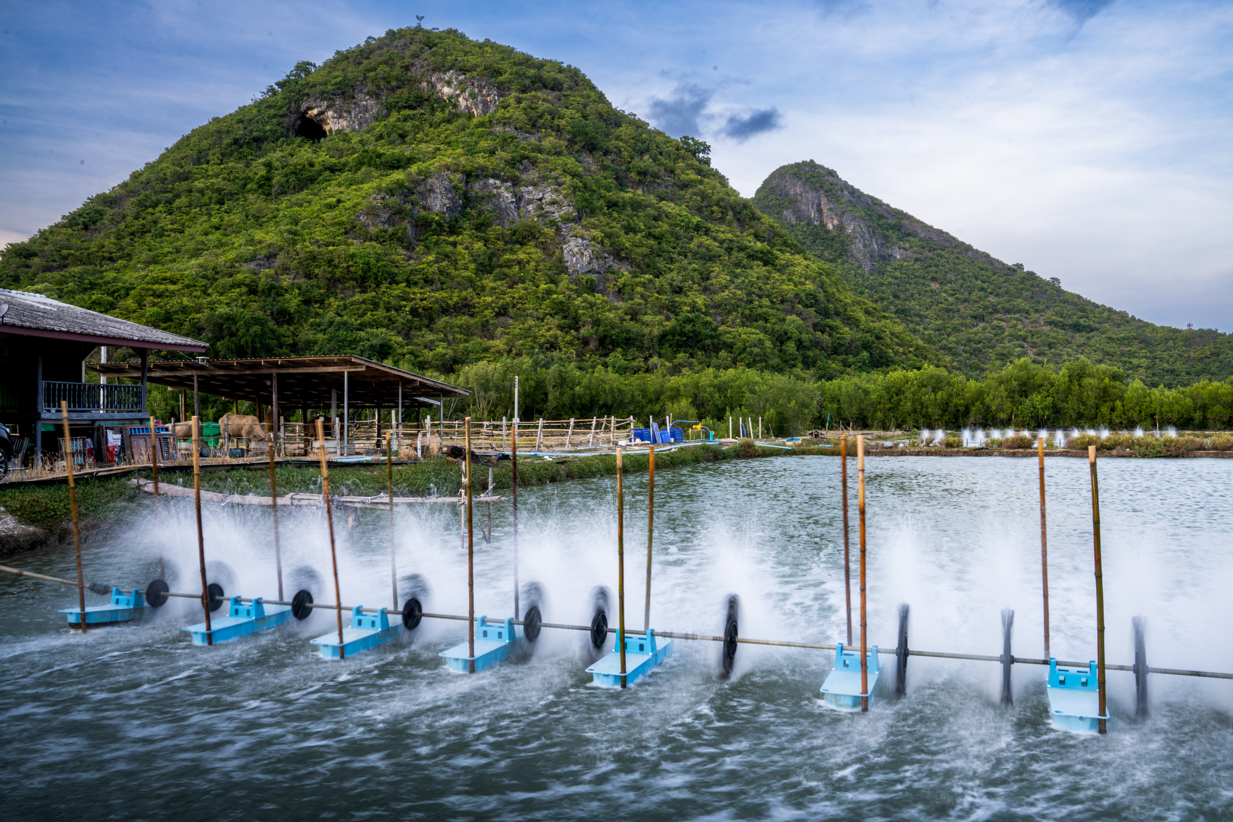 Shrimp farm Thailand