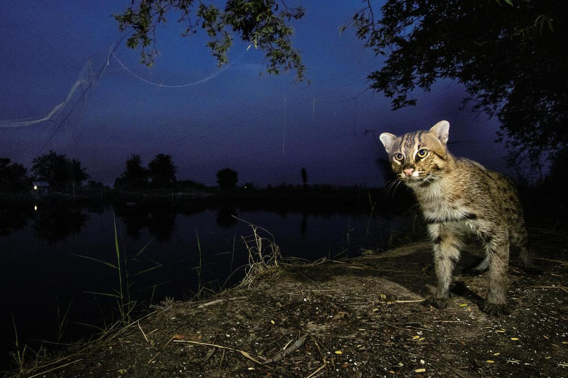 Fishing cat