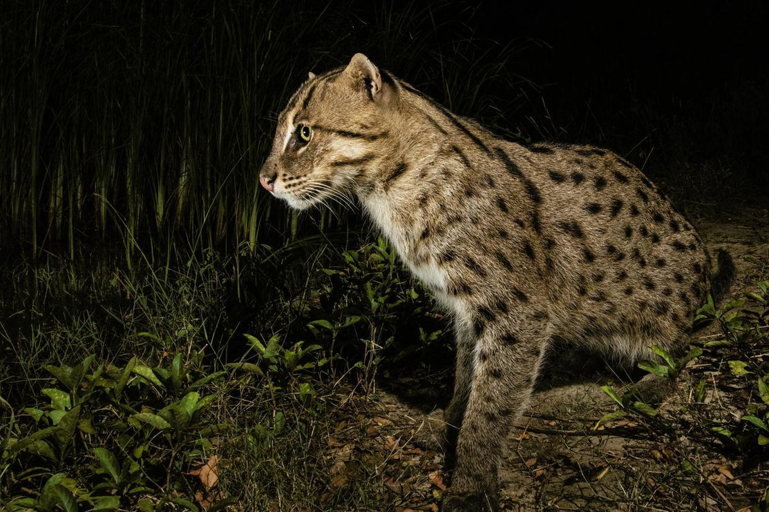 Fishing cat in Thailand