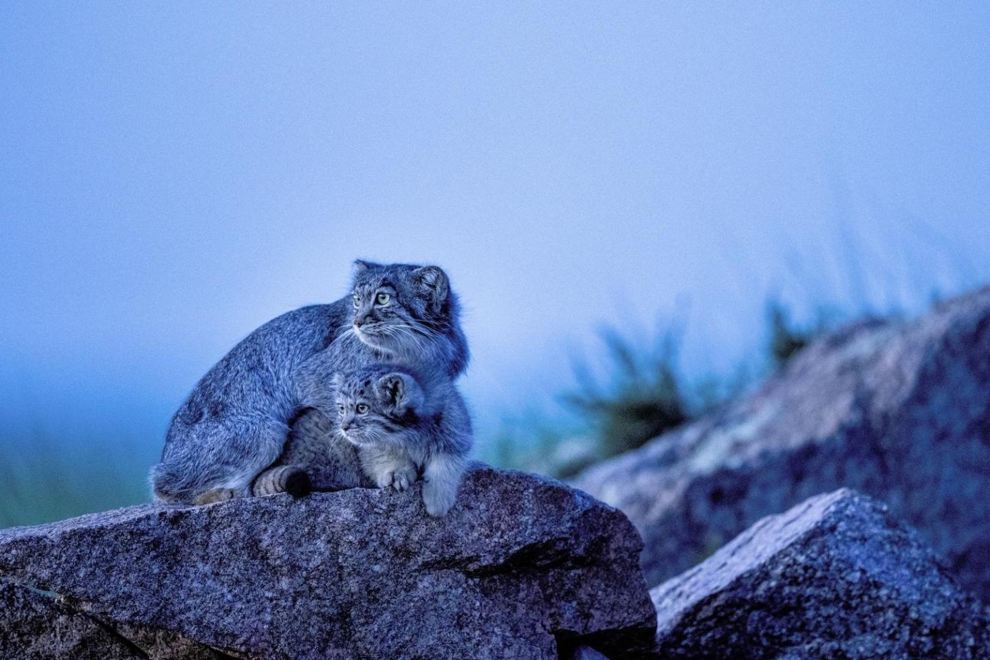 Pallas’s cat and kitten on a rock