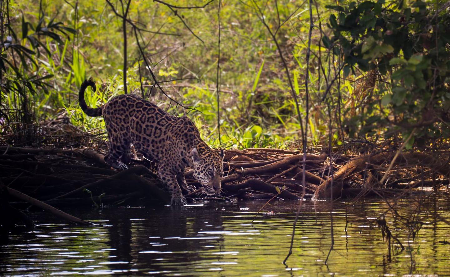 A jaguar looks for food along a river.
