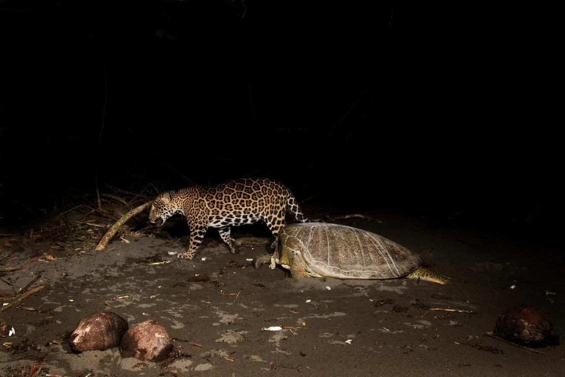 Jaguar with sea turtle