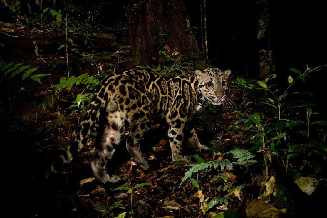 Sunda clouded leopard