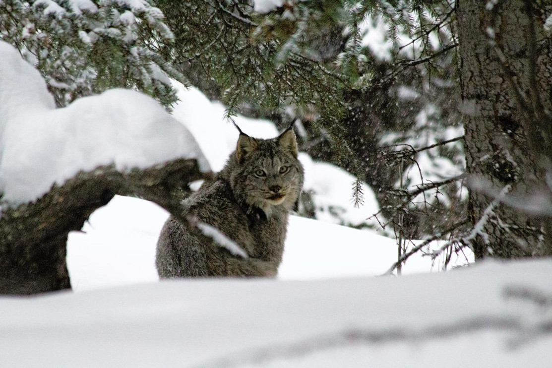 Canada lynx in snow