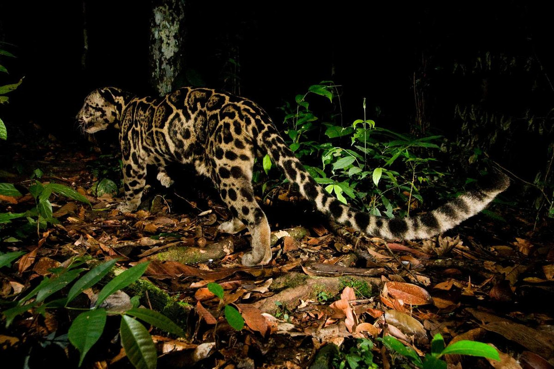 Clouded leopard