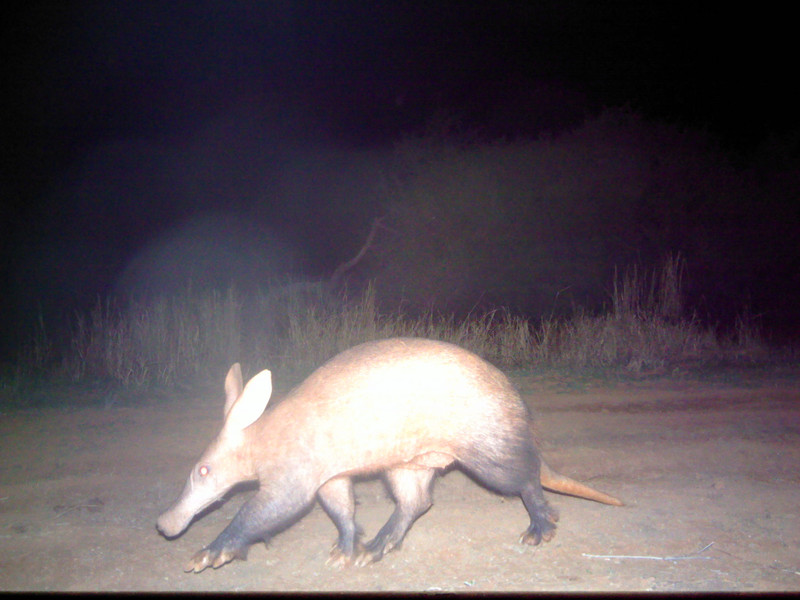 Aardvark