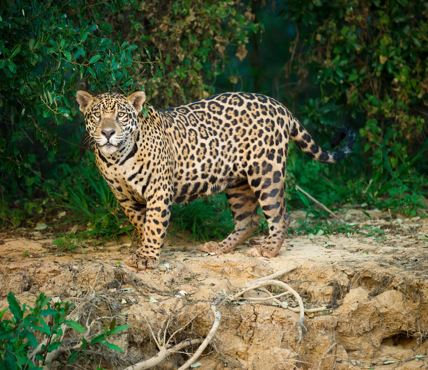 Jaguar in the Pantanal