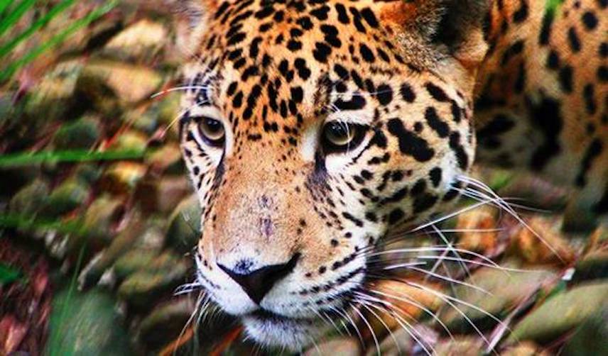 jaguar face