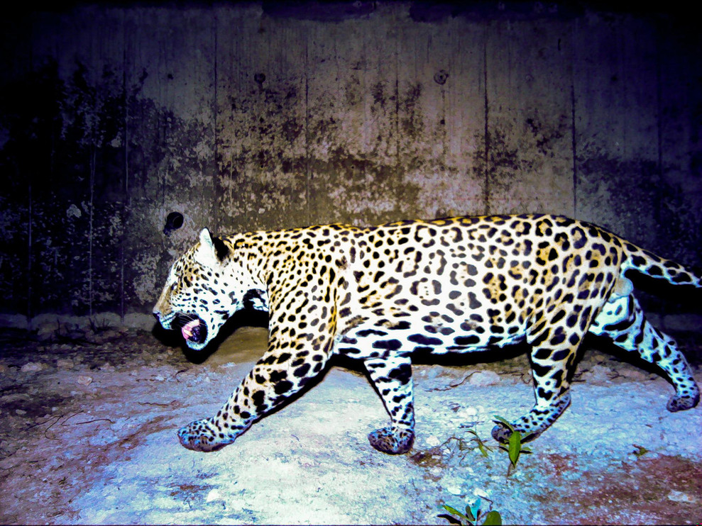 Jaguar walking