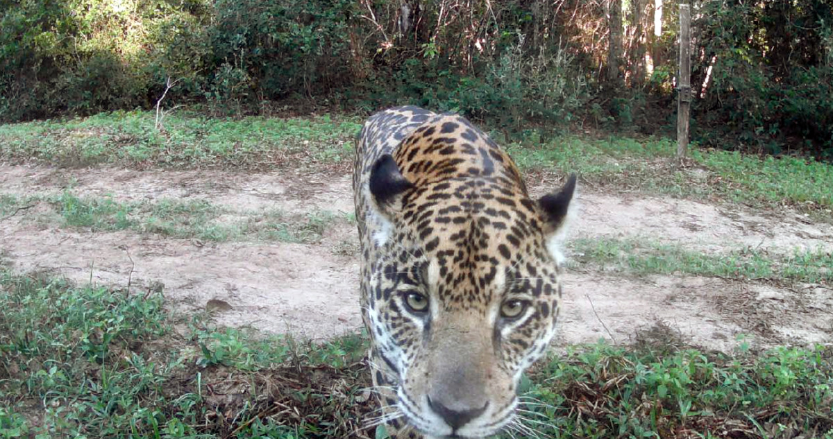 Jaguar Pantanal