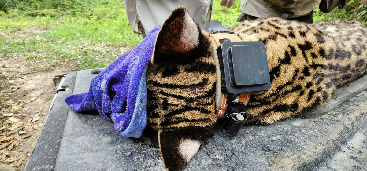 Collared ocelot