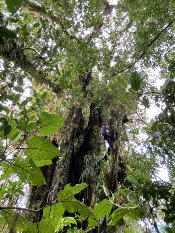 Setting camera traps