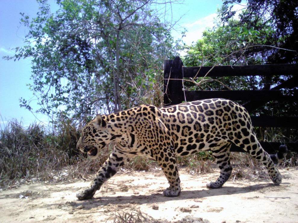 Jaguar camera trap