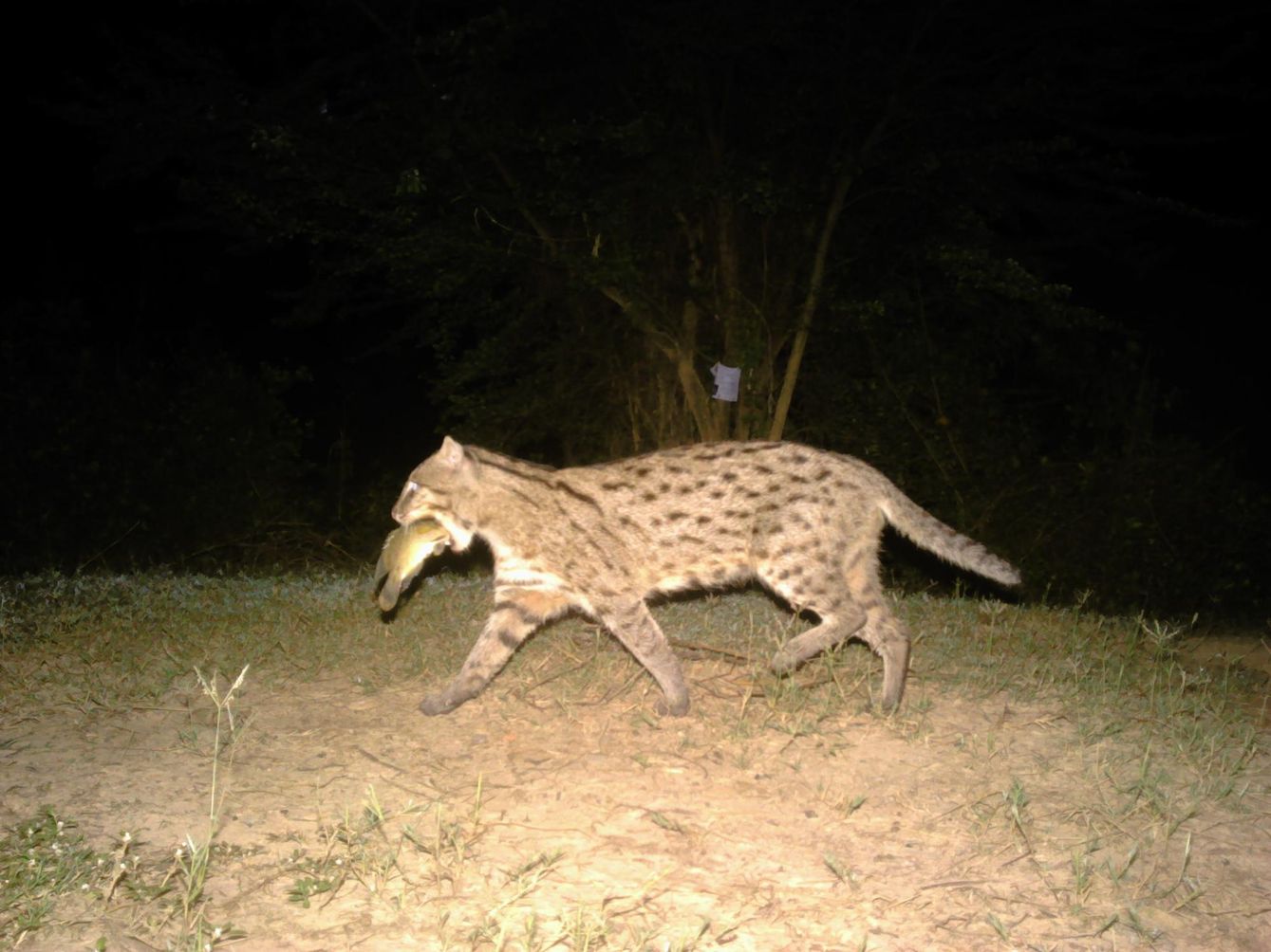 Fishing cat with rat in mouth