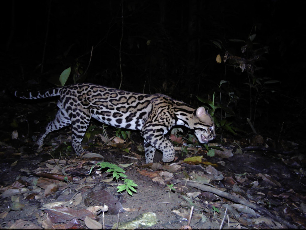 Ocelot in forest