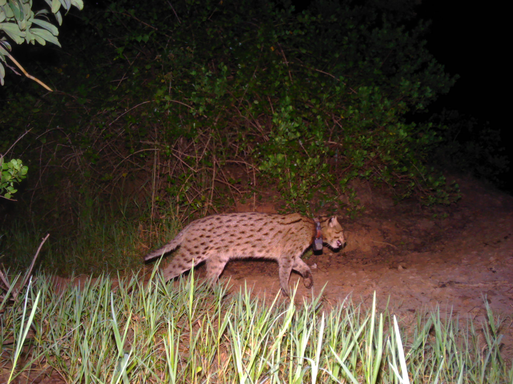 Panthera Thailand fishing cat