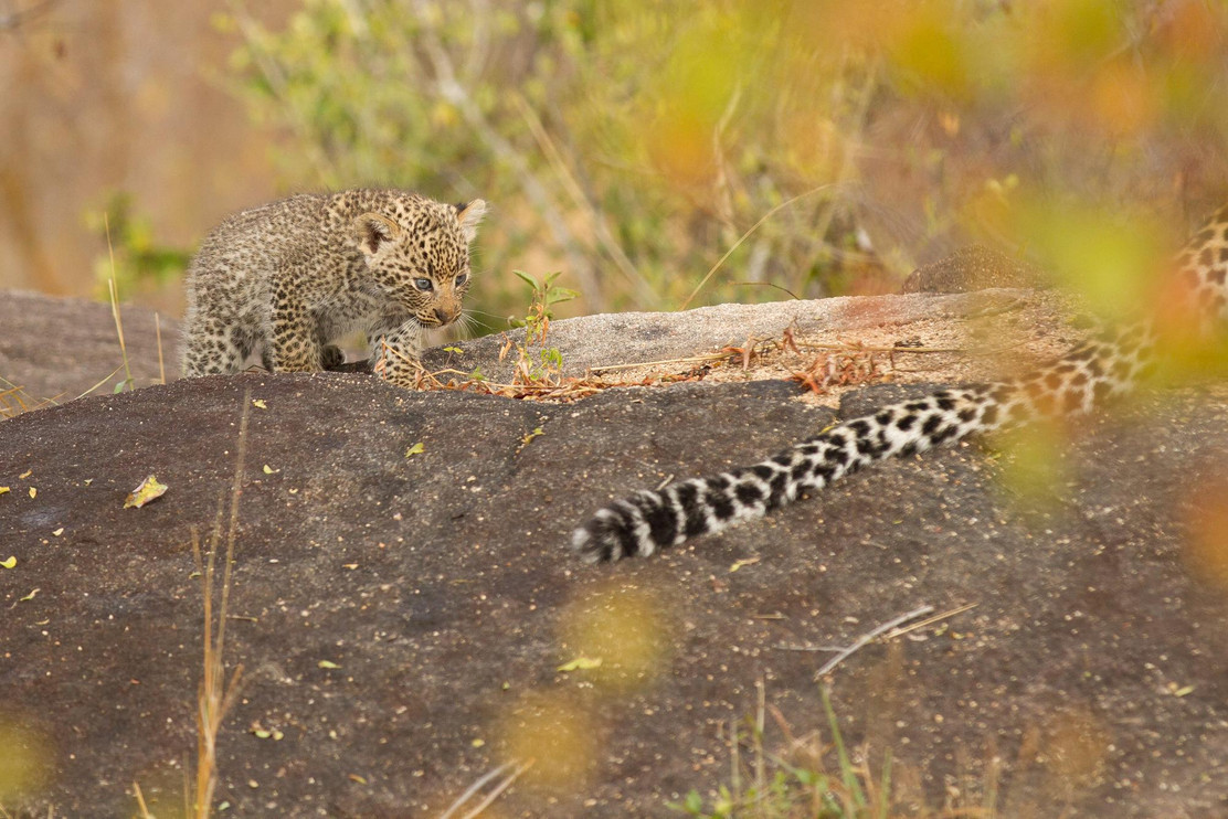 Mother and cub Sabi Sands 2