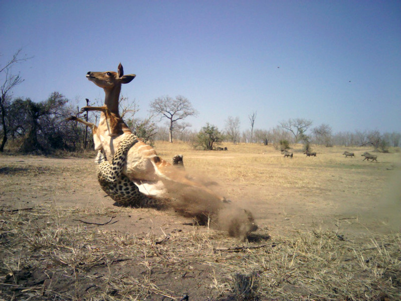 Leopard attack on nyala