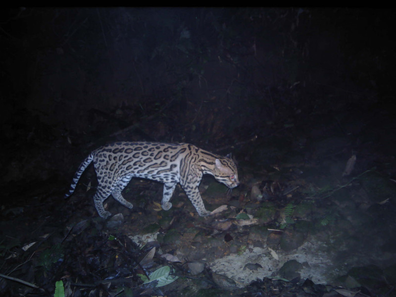 Ocelot 1