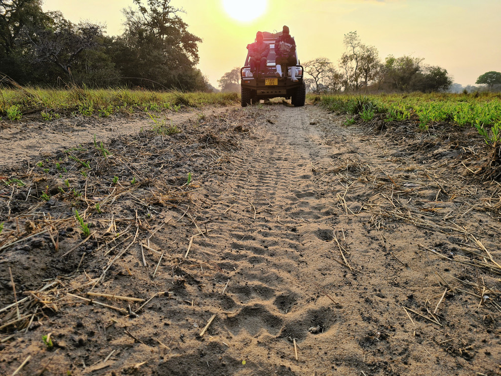 Lion track on dirt road with rangers in the distance