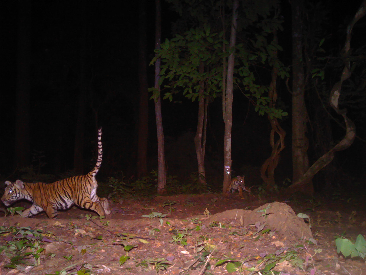 Tiger cubs playing