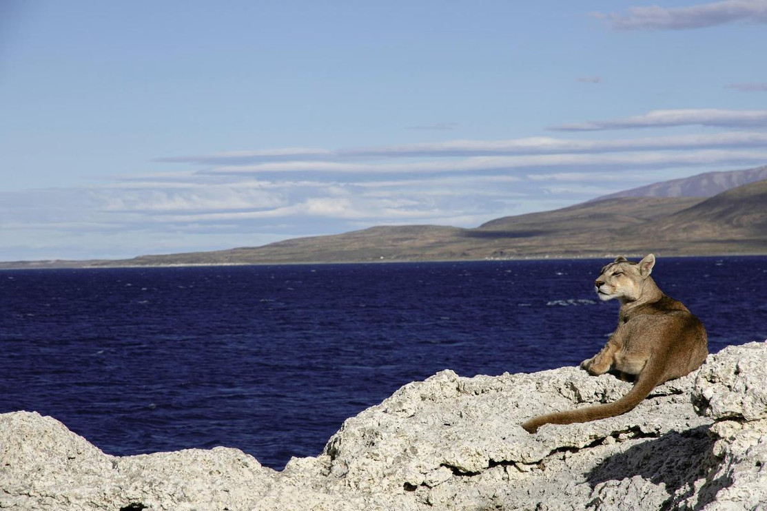 Puma on lake in Chile