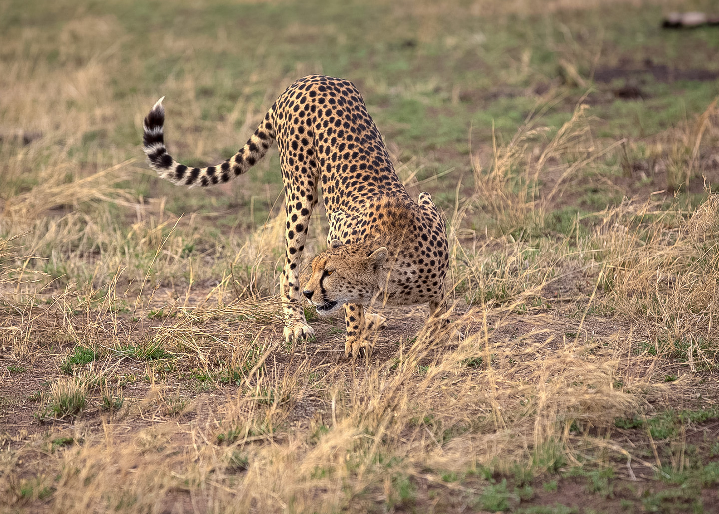 Cheetah on plains