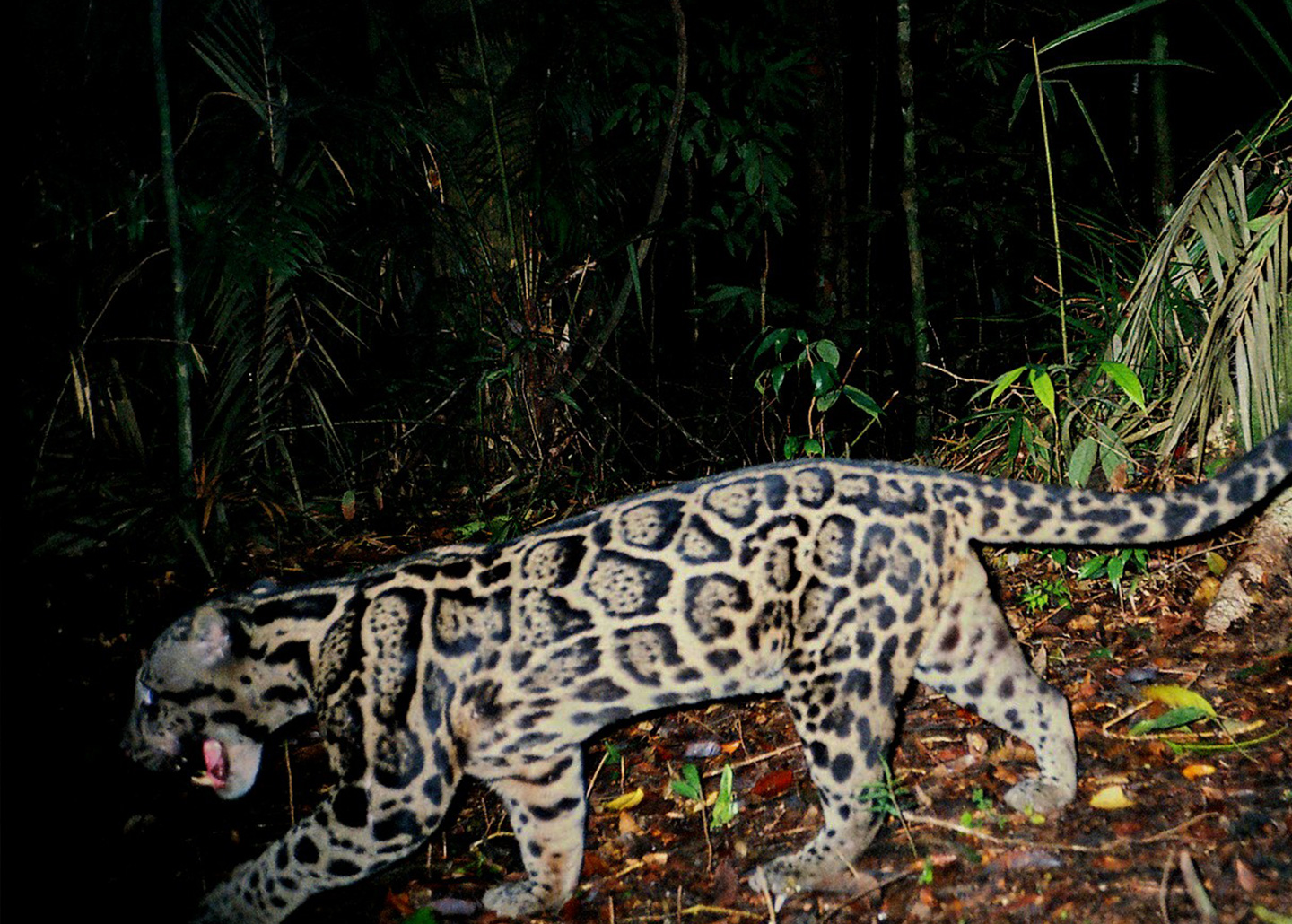 Clouded leopard showing teeth