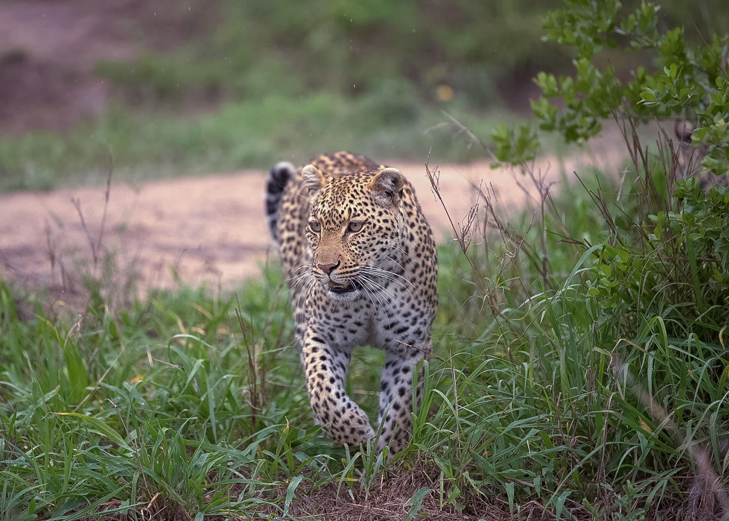 Leopard prowls